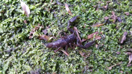 Scorpionidae image