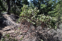 Arctostaphylos patula