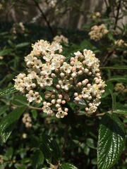 Viburnum rhytidophyllum