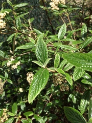 Viburnum rhytidophyllum