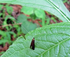 Adela caeruleella