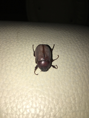 Phyllophaga