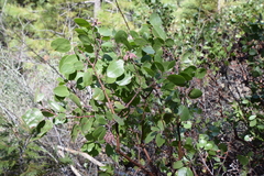 Arctostaphylos patula