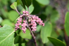 Arctostaphylos patula