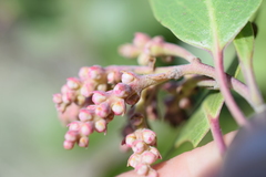 Arctostaphylos patula
