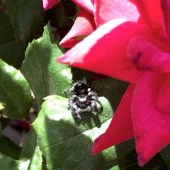 Phidippus audax