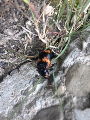 Nicrophorus sayi