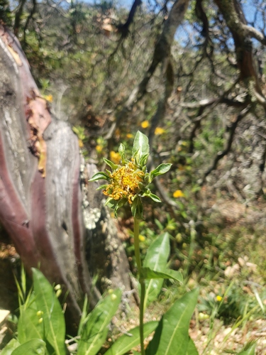Mt. Diablo Helianthella