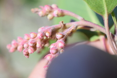 Arctostaphylos patula