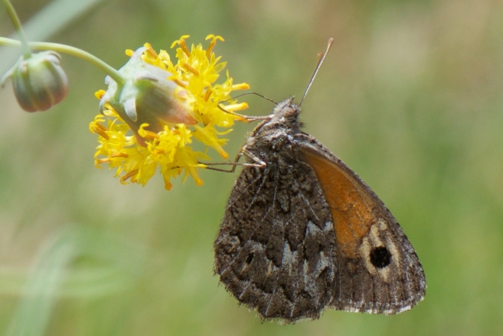 Argyrophorus chiliensis