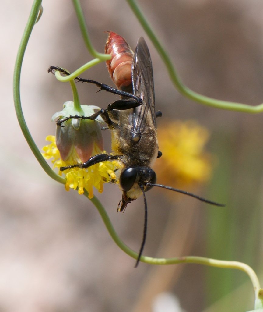 Sphex mendozanus