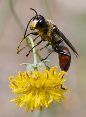 Sphex mendozanus