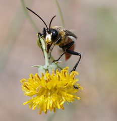 Sphex mendozanus