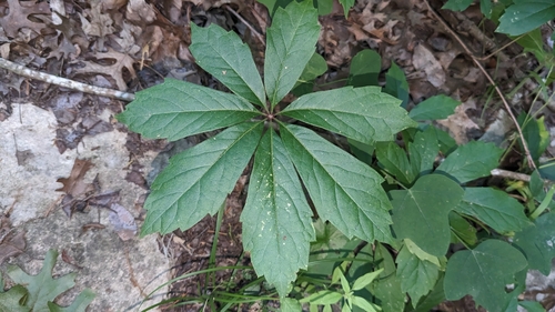 Image of Parthenocissus heptaphylla by (c) Joseph Aubert, some rights reserved (CC BY)