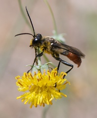 Sphex mendozanus