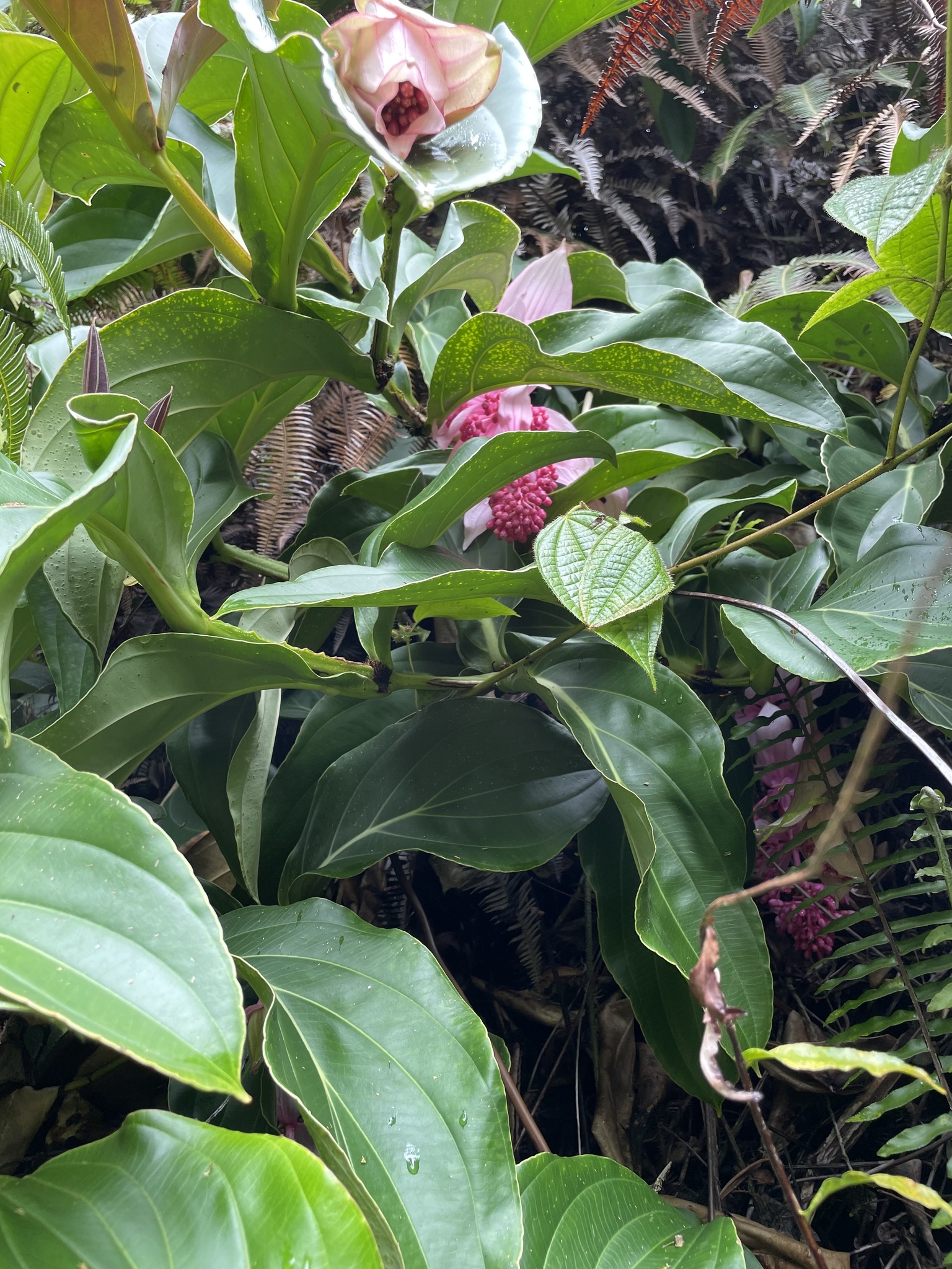 Imagem de Orquídea-rosa