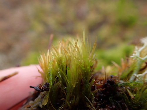 Paraleucobryum enerve observed 2024-05-08