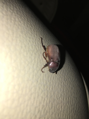 Phyllophaga