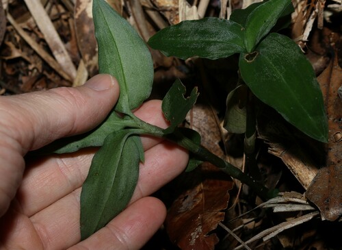 Image of Zeuxine oblonga by (c) Greg Tasney, some rights reserved (CC BY-SA)