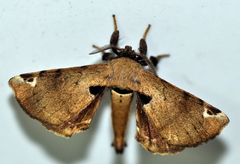 Apatelodes beneluzi