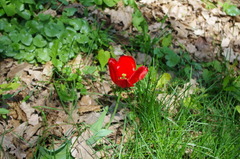 Tulipa gesneriana