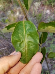 Asclepias tomentosa