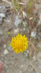 Chaenactis glabriuscula