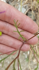 Chaenactis glabriuscula