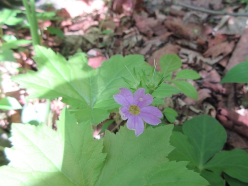 Primula jesoana iNat (1)
