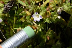 Nemophila spatulata