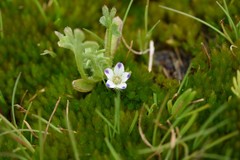 Nemophila spatulata