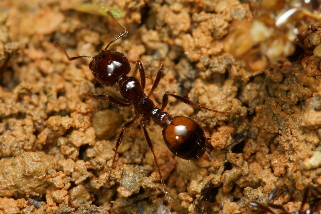 Hybrid Imported Fire Ant