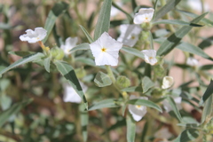 Euploca convolvulacea