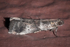 Acrobasis vaccinii