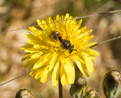 Lasioglossum titusi