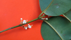 Calophyllum brasiliense