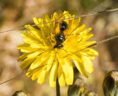 Lasioglossum titusi