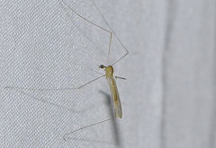Dicranomyia brevirama