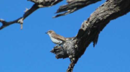 Marico Flycatcher