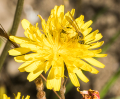 Lasioglossum titusi