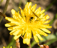 Lasioglossum titusi