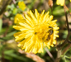 Lasioglossum titusi