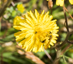 Lasioglossum titusi