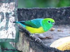 Chlorophonia cyanea