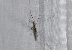 Atarba