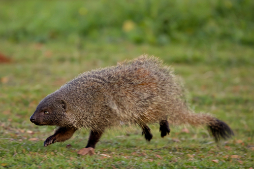 Egyptian Mongoose, photo 4 of 9