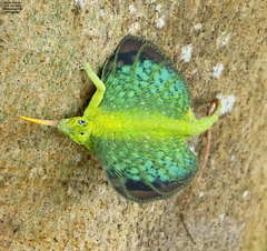 Guenther's Flying Lizard photo 1