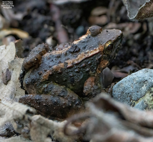 Limnonectes leytensis observed 2024-04-04