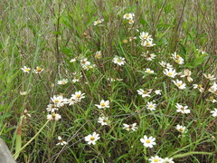 Melampodium leucanthum