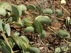 Cissus rotundifolia